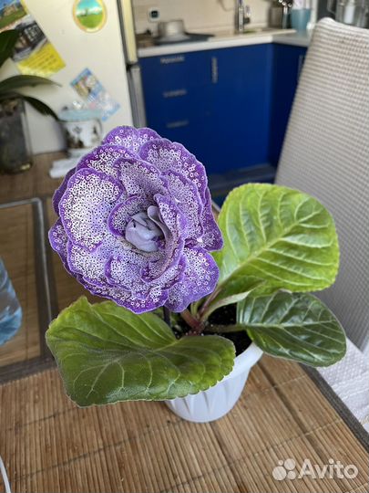 Глоксинии и тидеи