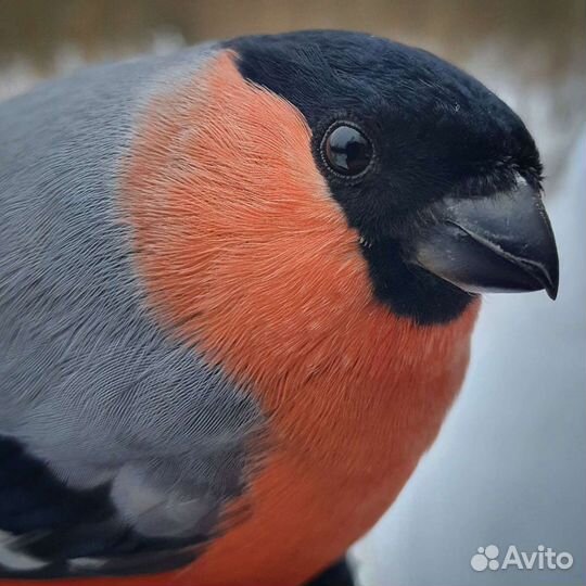 Певчие птицы