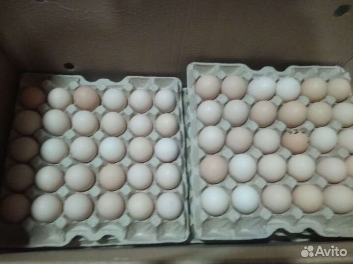 Инкубационное яйцо цена в Симферополе