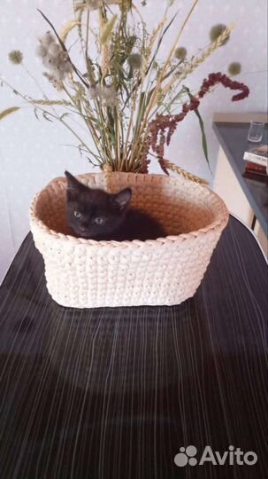 Кошка в дар