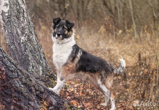 Собака в добрые руки