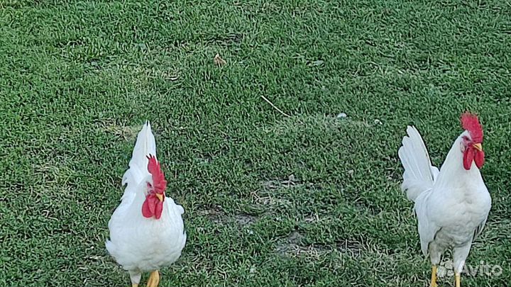 Домашняя птица