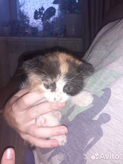 Кошка в дар бесплатно