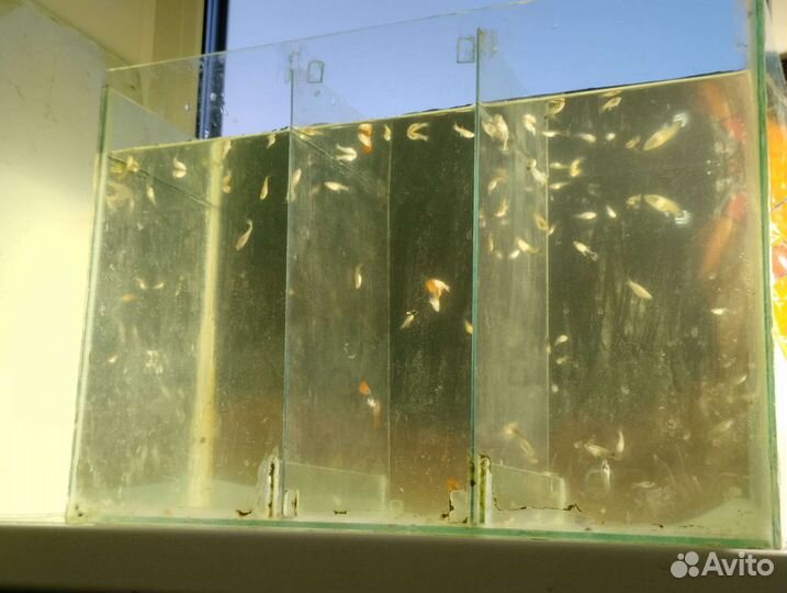 Аквариумные рыбки