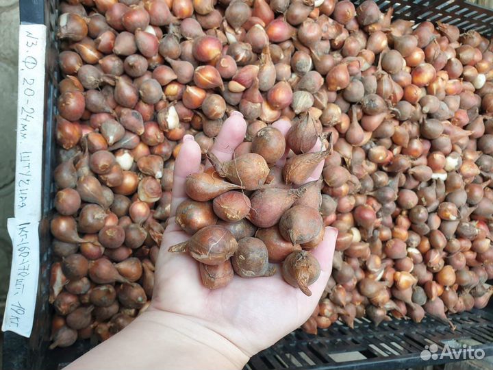 Луковицы тюльпанов детки на вес