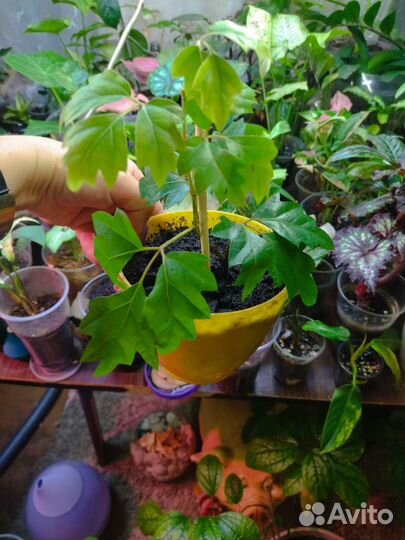 Виноград вьющийся