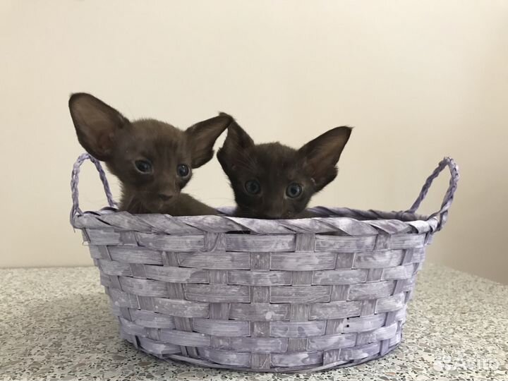 Ориентальные - Чёрный, шоколадный, пятно