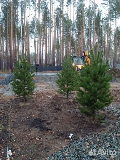 Сосна Уральская Pinus