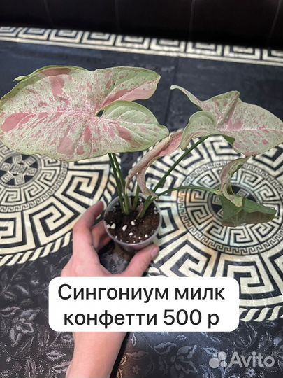 Комнатные цветы