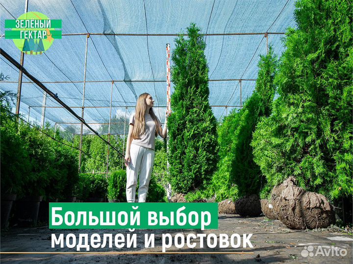 Туи смарагд 80 см свежая копка 2023