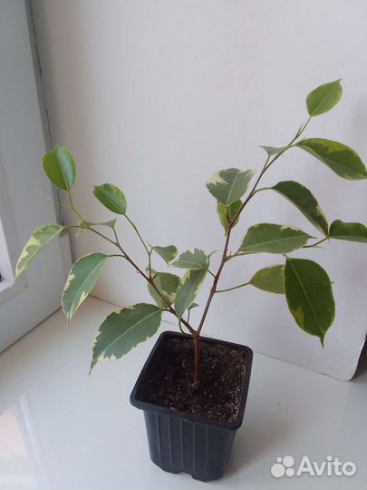 Комнатные цветы в ассортименте