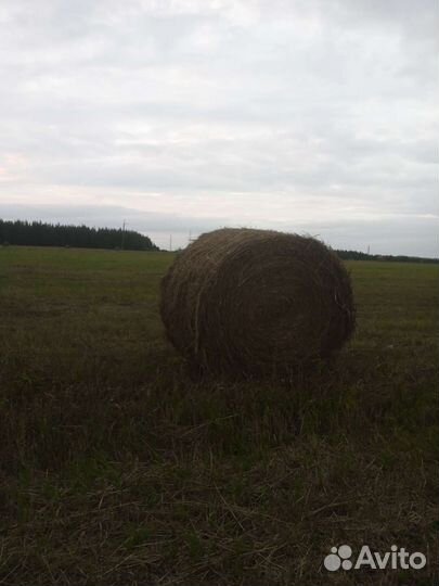 Сено в рулонах