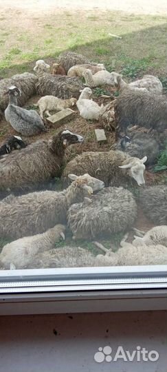 Овцы бараны ягнята