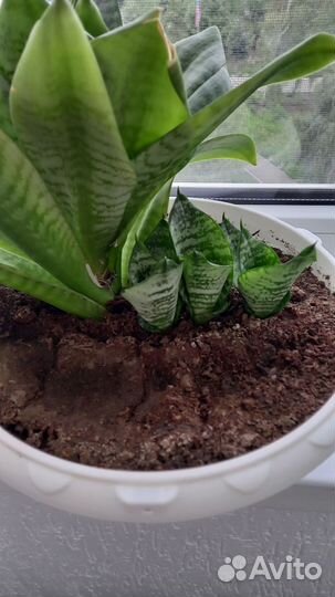 Сансевиерия