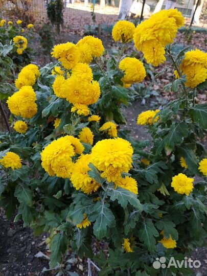 Хризантема желтая