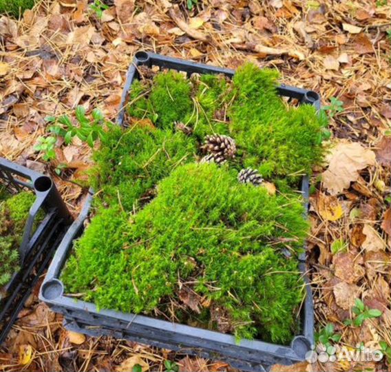 Мох цена за ящик данного вида мха от трех слоев