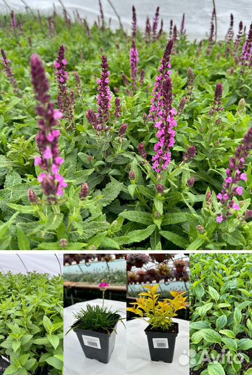 Многолетние цветы оптом