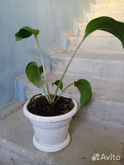 Растения для офиса в горшках. На окно/мебель