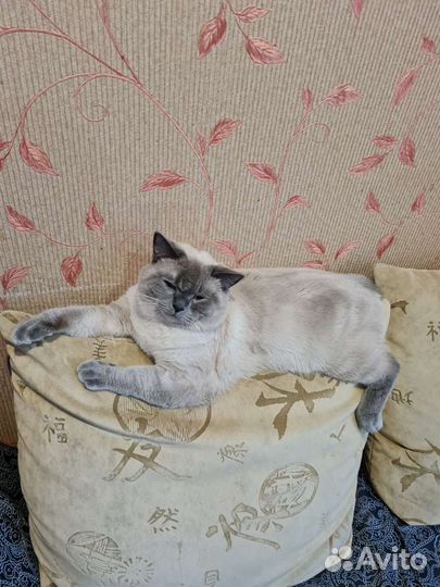Шотландский кот вязка