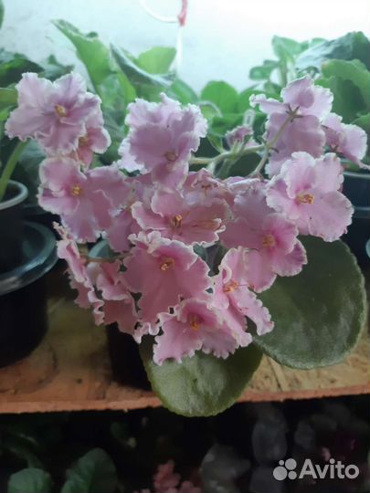 Фиалка детки и свежесрезанные черенки