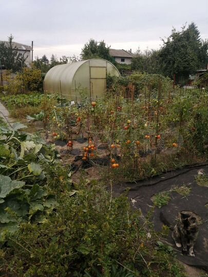 Дача 38 м² на участке 5 сот.