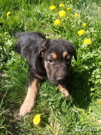 Щенок в добрые руки бесплатно