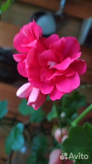 Пеларгония плющелистная