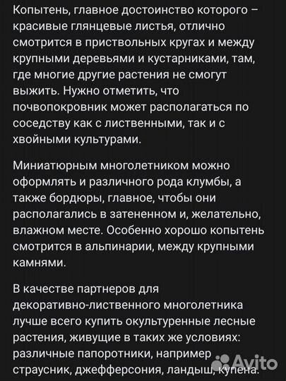 Копытень, почвопокровный многолетник для тени