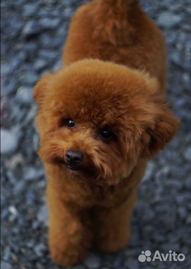 Тэдди пудель мальчик