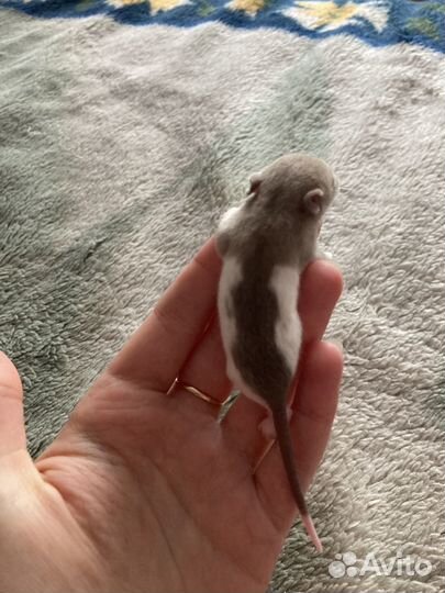 Декоративная крыса дамбо