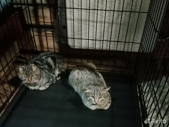 Коты отдам в добрые руки