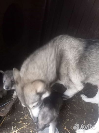 Западно сибирская лайка