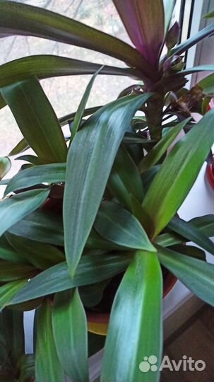 Традесканция Рэо