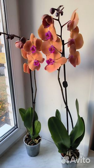 Орхидеи фаленопсис цветущие сортовые