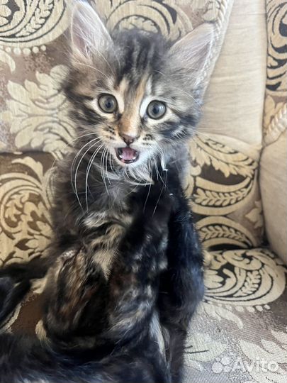 Котята от британской кошки