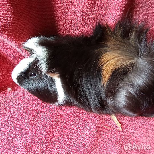 Морская свинка, самец