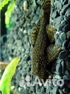 Сом анцитрус