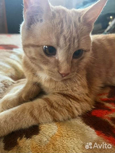 Котик и кошечка