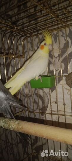 Птенцы корелла