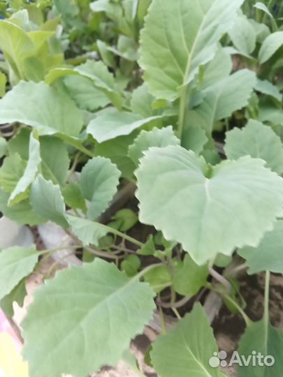 Рссада. капусты