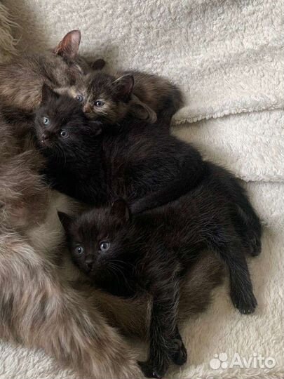 Котятки бесплатно