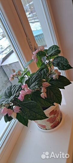 Комнатные растения