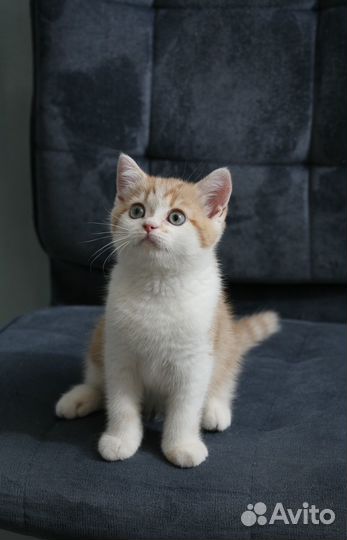 Шотландский котик