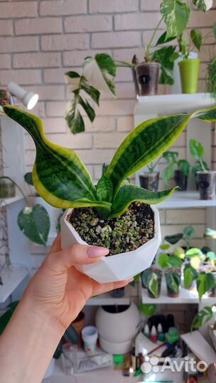 Сортовые сансевиерии