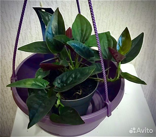 Комнатные декоративные растения