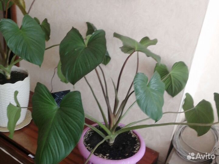 Хамаломена большой красивый цветок