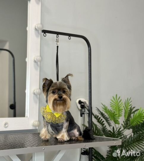 Стрижка собак требуются модели