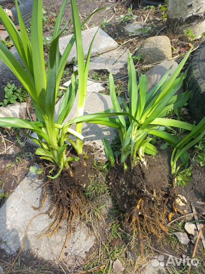 Лилейник красный