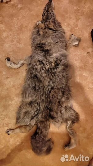 Шкура волка