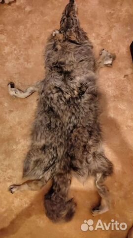 Шкура волка